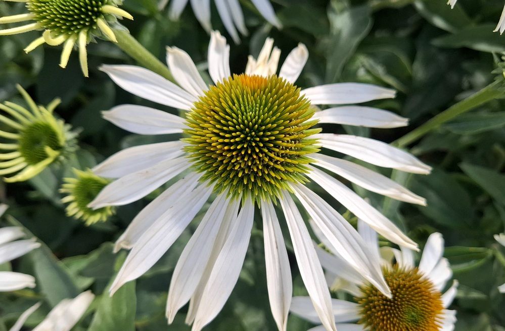 Белый лебедь