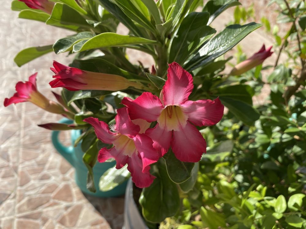 Photograph by Waleed Yousuf Alwahaibi