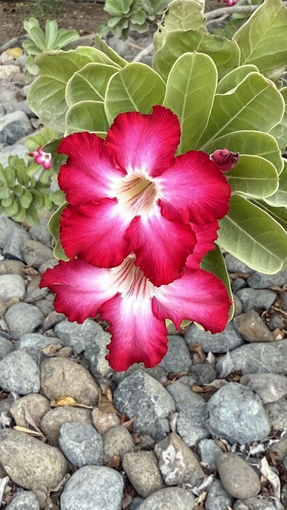 Photograph by Waleed Yousuf Alwahaibi