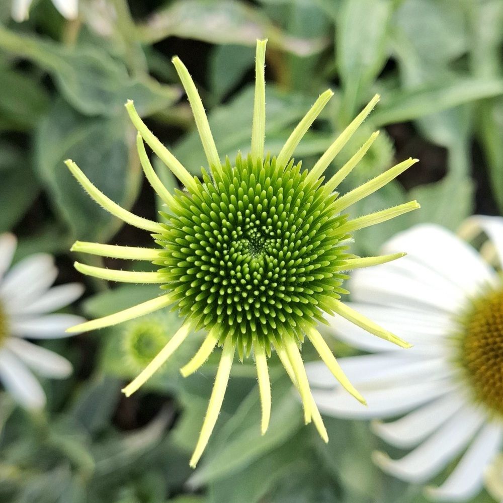 Солнышко (the sun)