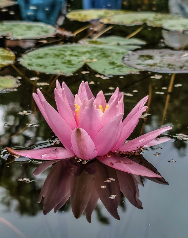 Photograph by Марина Бедрина