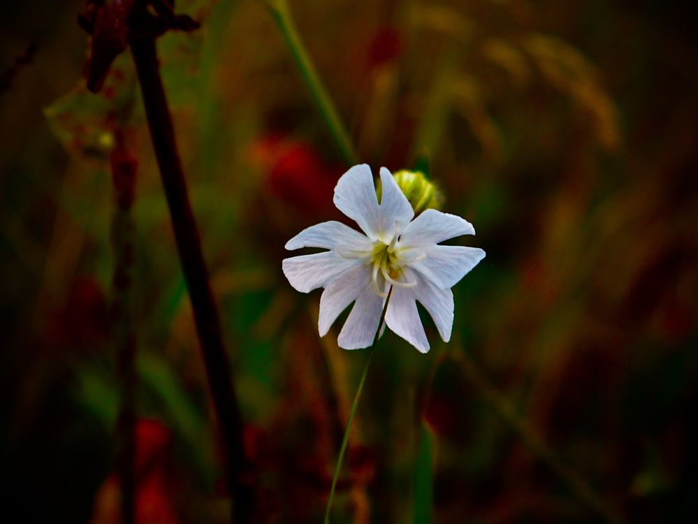 Photograph by Валерий Мыльников