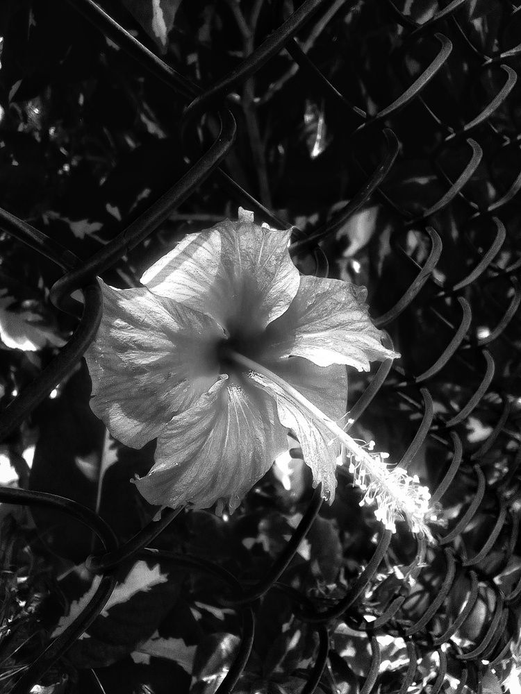 Photograph by Loraine Andrea Mariño Durañona