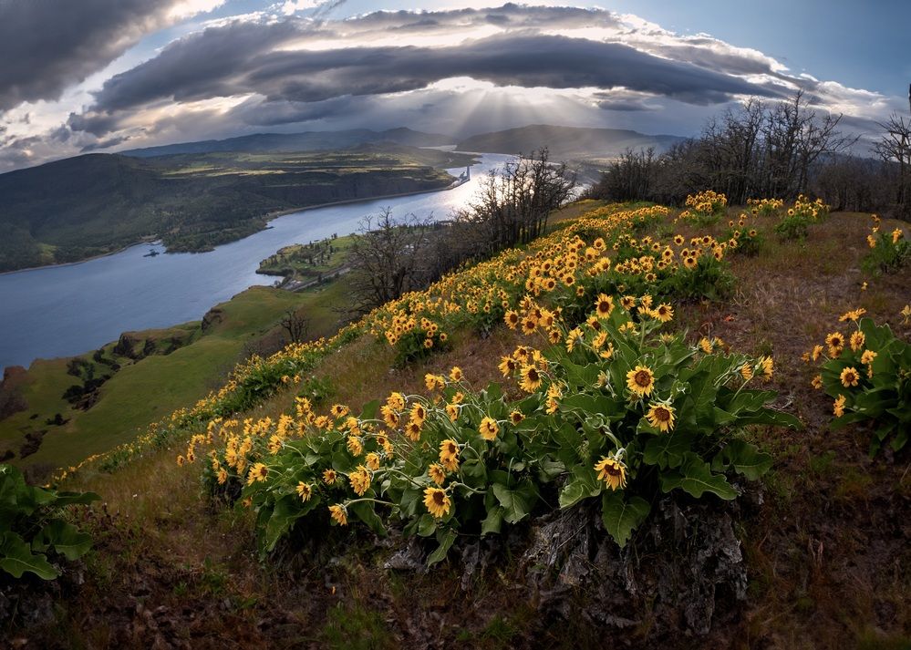 Arnica blossoms