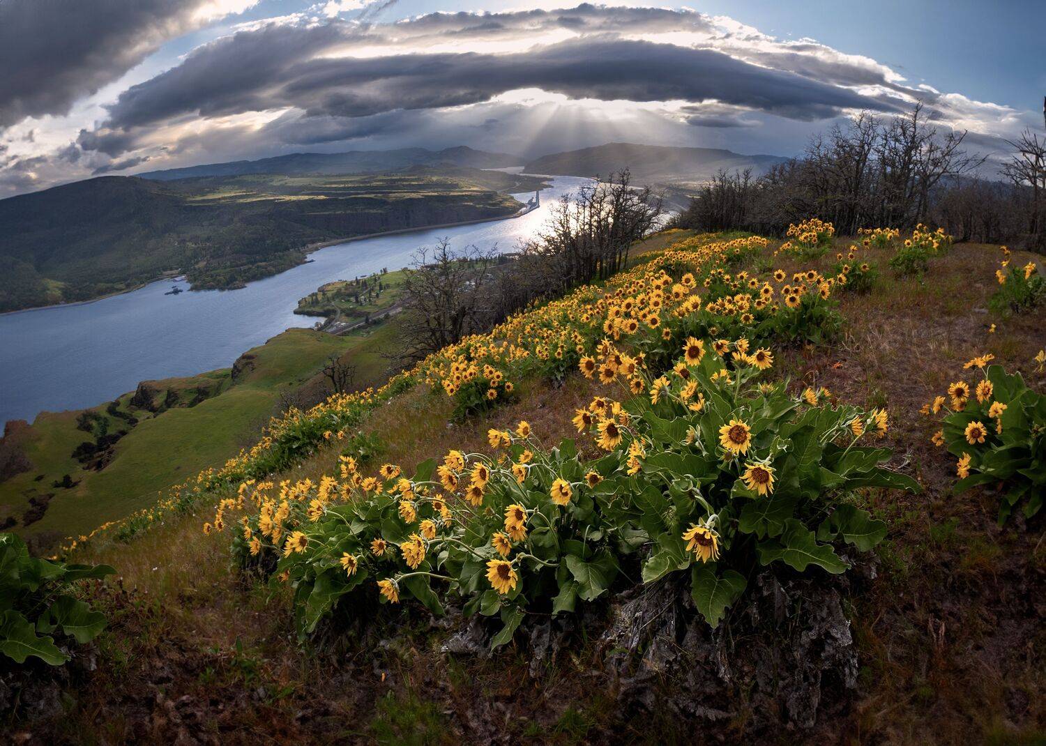 Arnica blossoms