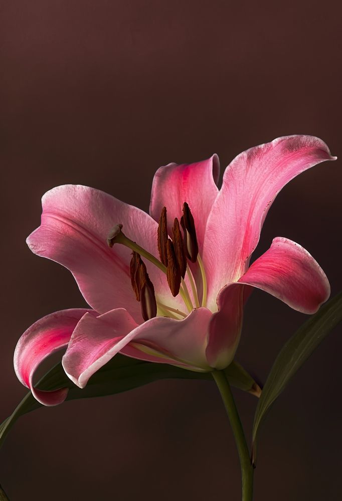 Photograph by Svetlana Garifullina