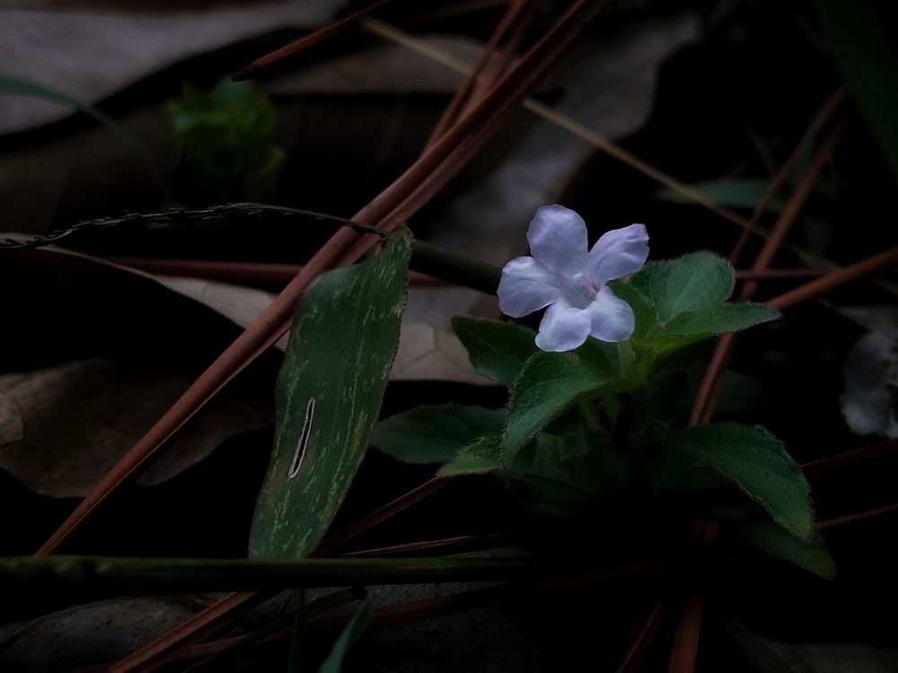 Photograph by Reinel Rodríguez Sánchez-Ossorio