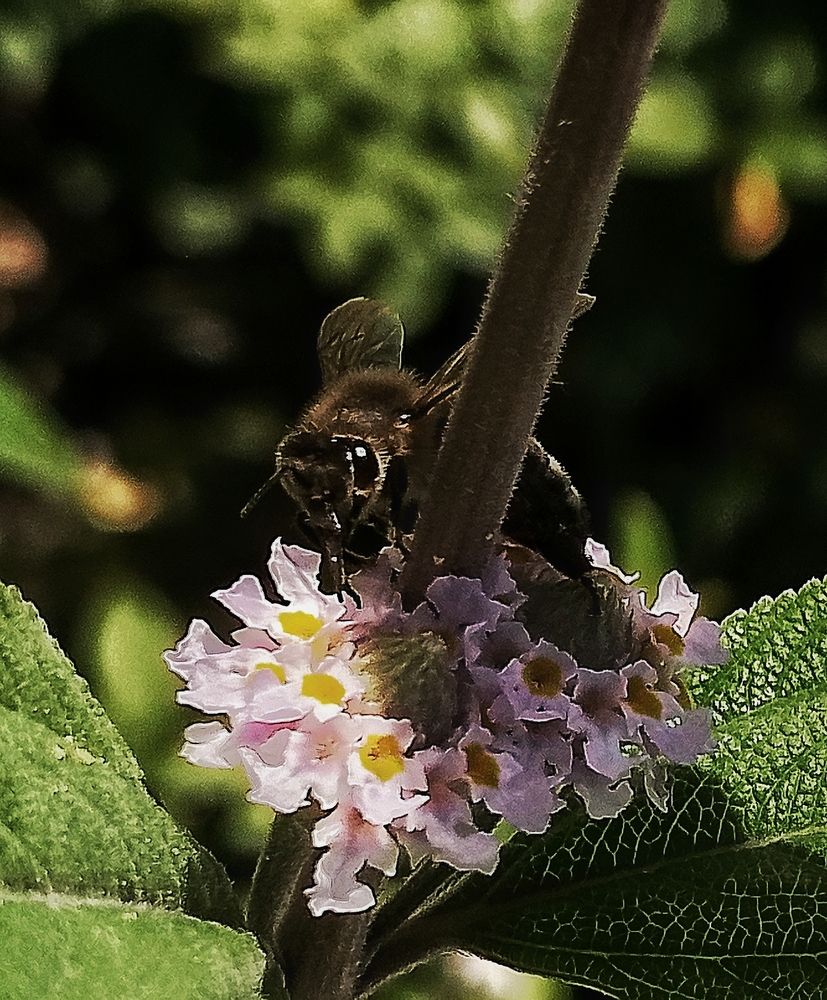 Photograph by Reinel Rodríguez Sánchez-Ossorio