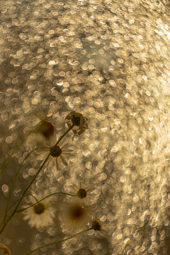 Фотография автора Светлана Зимина