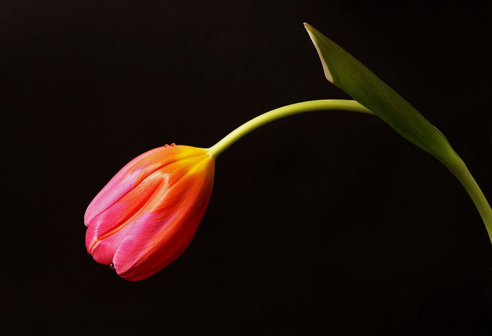 Photograph by وفاء يريمي