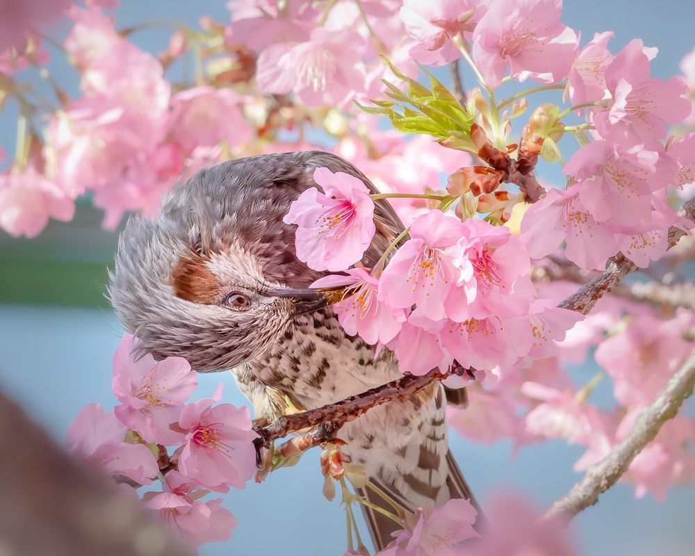 Photograph by KOHAGI