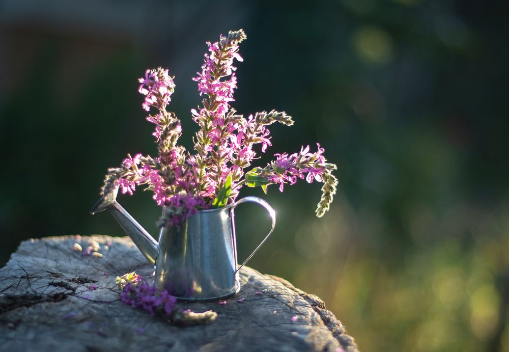 Photograph by Анастасия Трофимовская