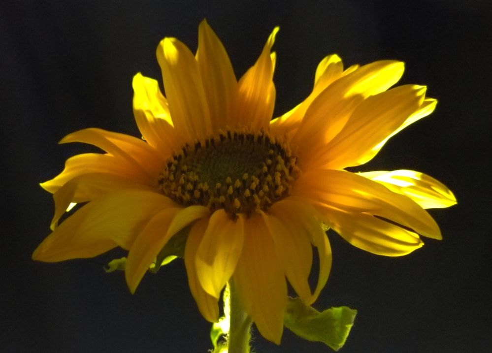 Photograph by Лариса Натальская