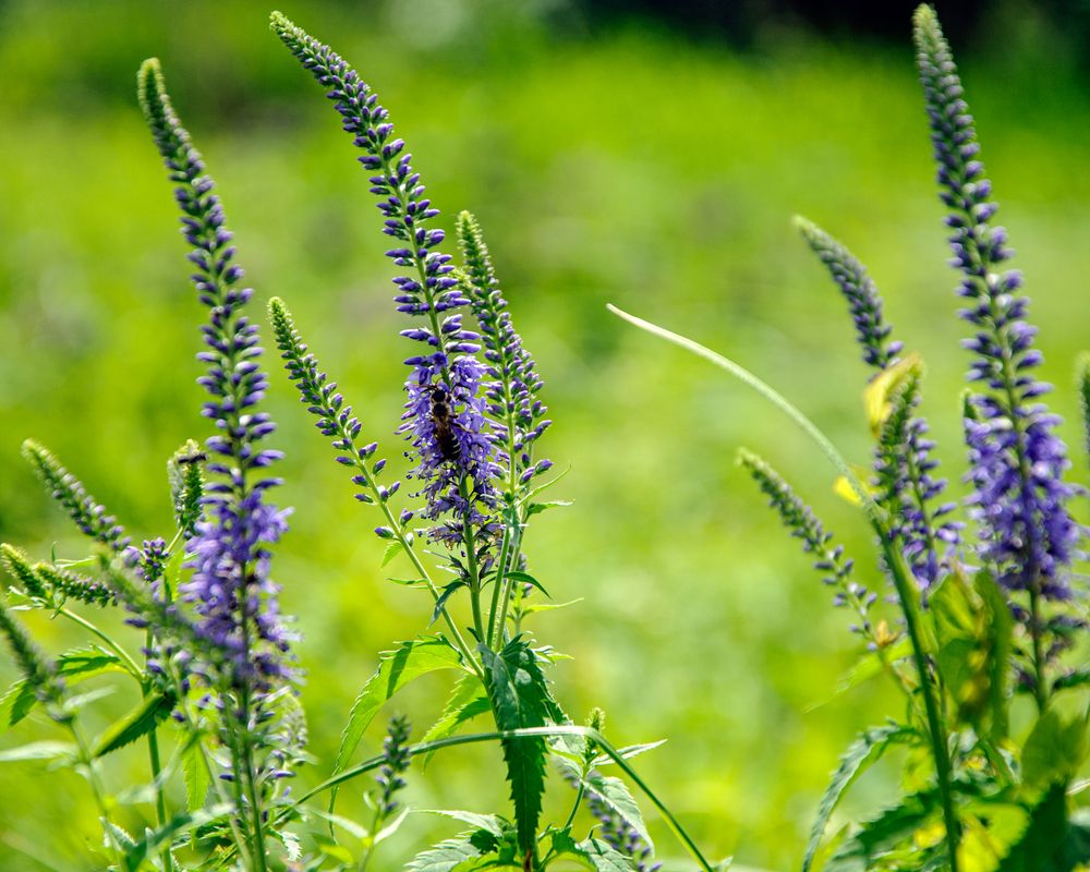 Photograph by Ластович Максим