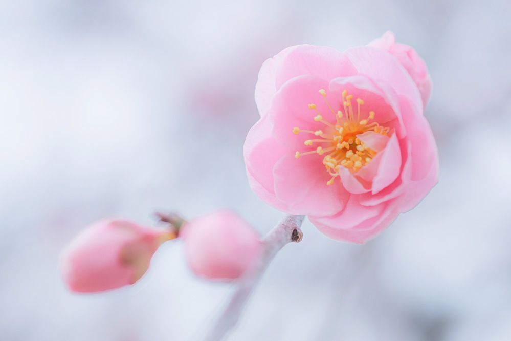 Plum blossom