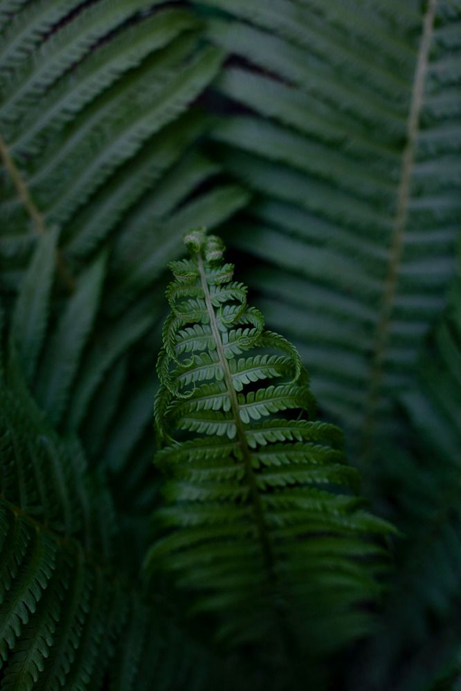 Forest in focus