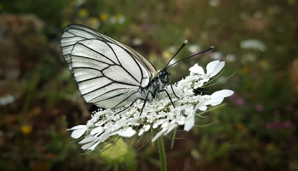 Photograph by Abdallah Khader