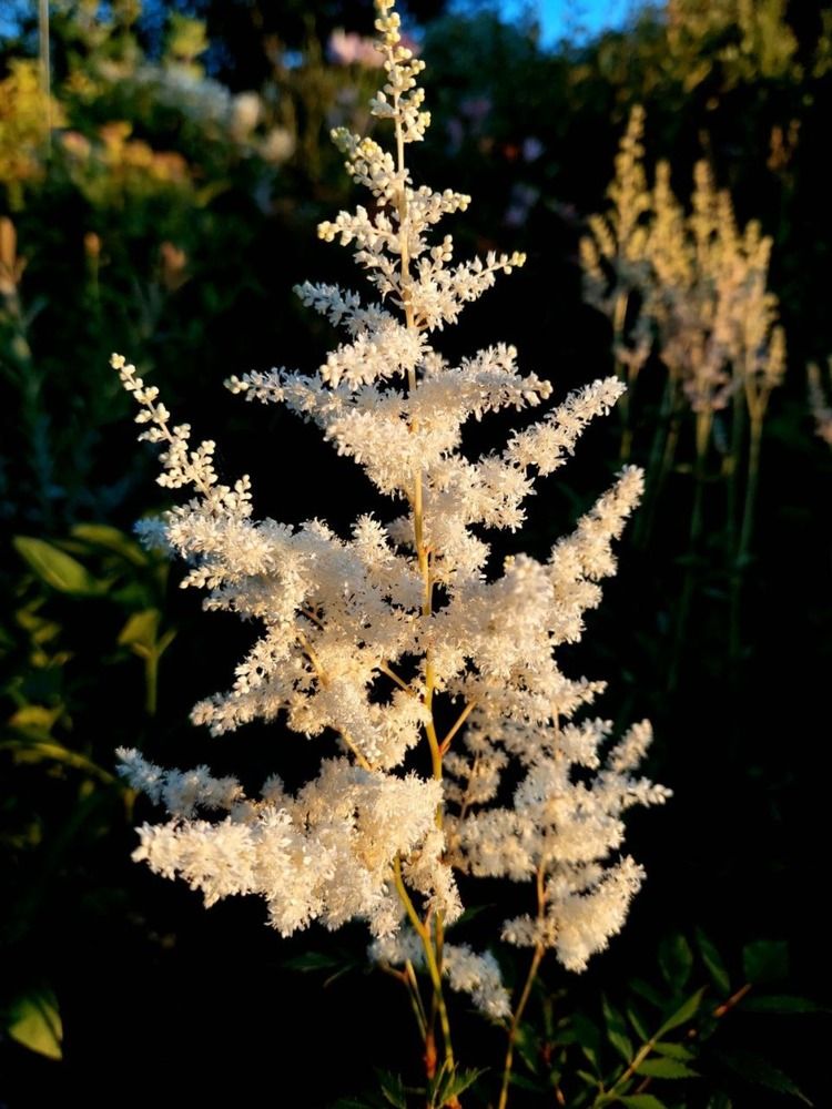 Photograph by Ирина