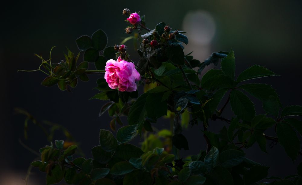 Фотография автора Aлексей Игнатьев