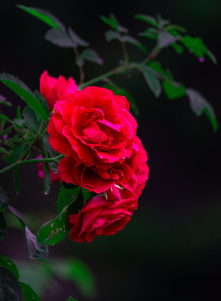 Фотография автора Aлексей Игнатьев