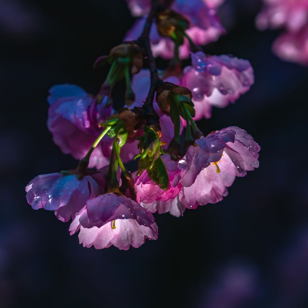 Фотография автора Aлексей Игнатьев