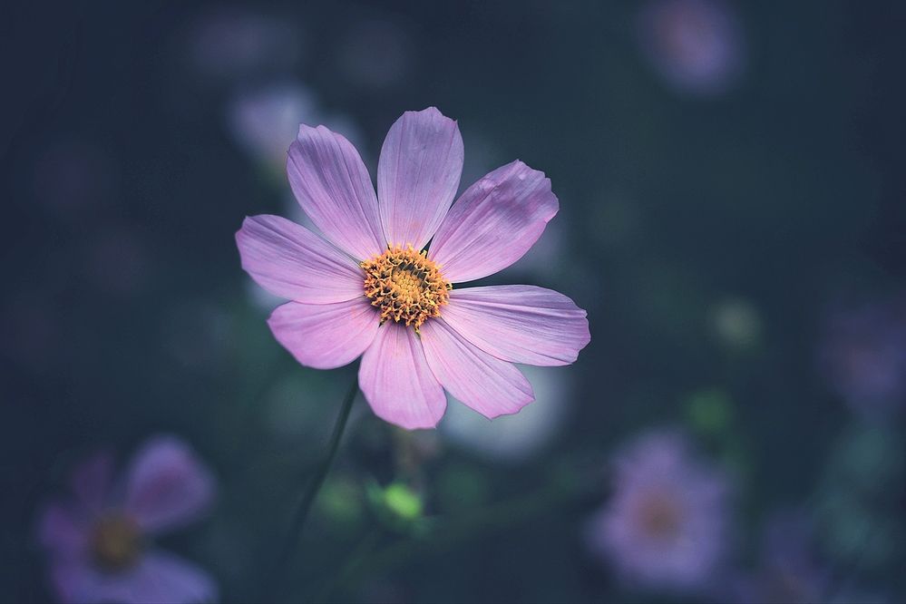 Photograph by Инна Карасева