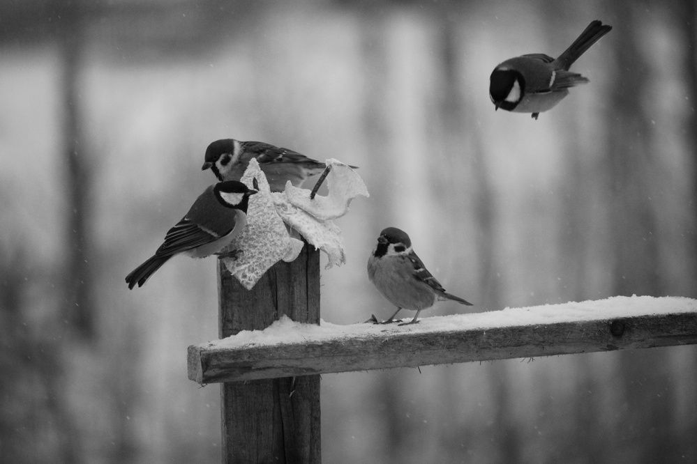 Photograph by Галина Мазур