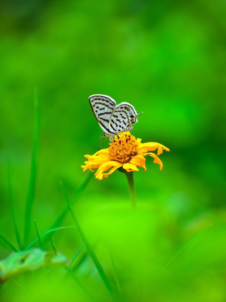 Photograph by SAIKAT PAL