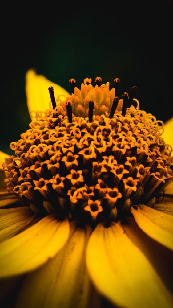 Фотография автора Медведева Елена