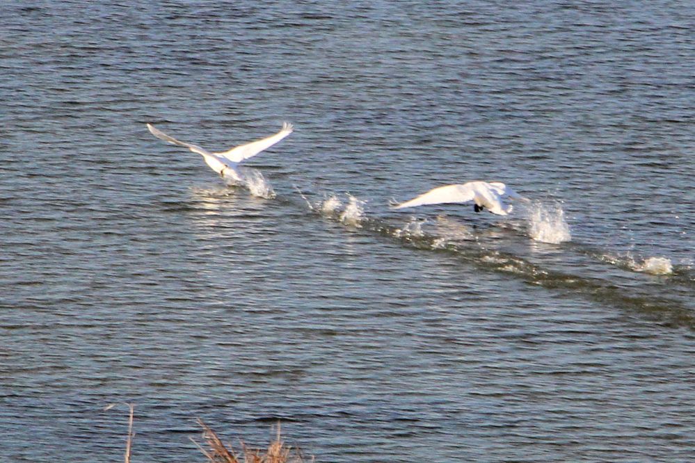 Лебеди на пруду