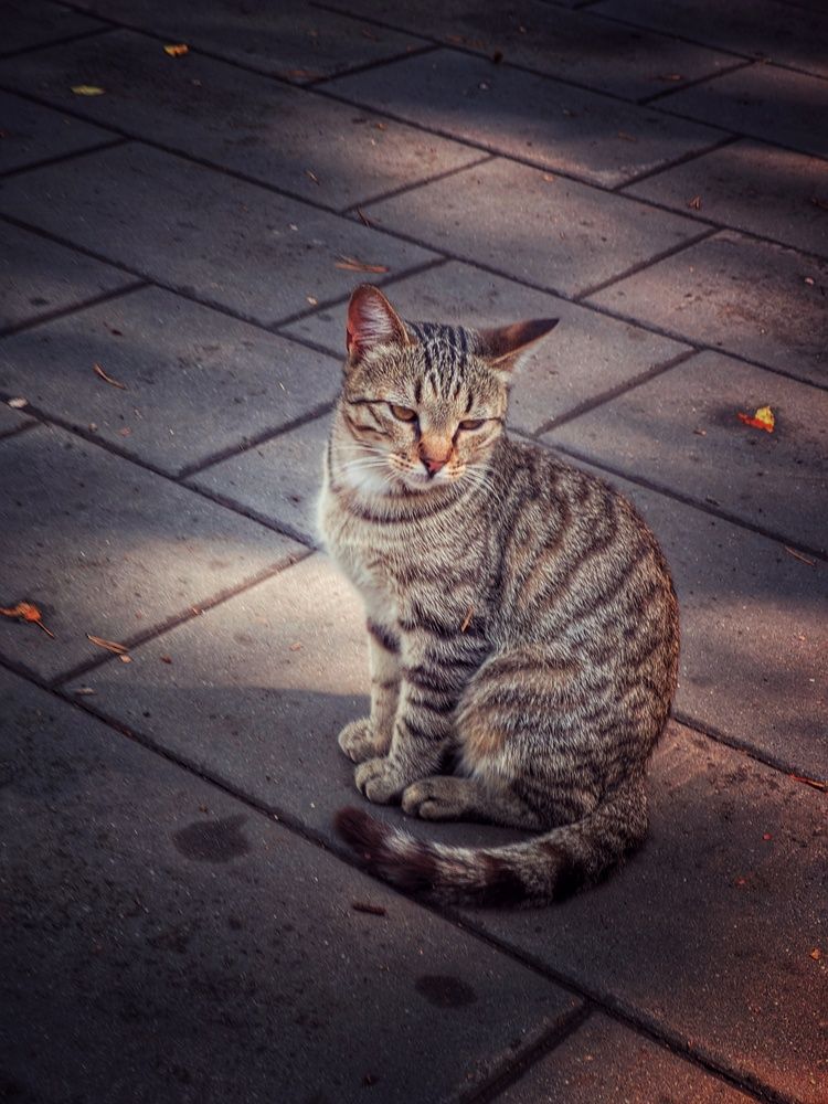 Photo #12505645