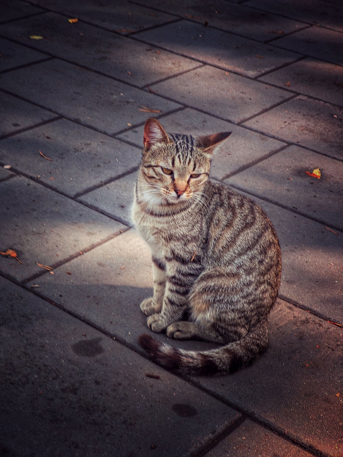 Photo #12505645