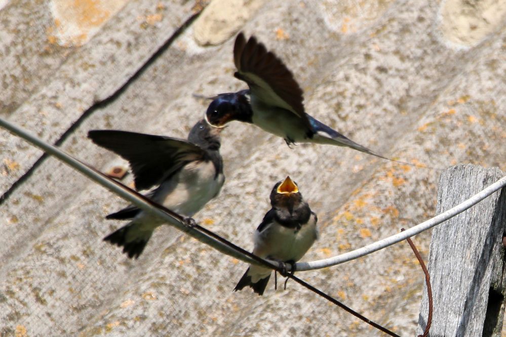 Голодные птенцы