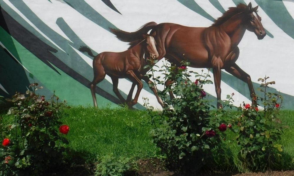 Photograph by Елена Сухорученкова