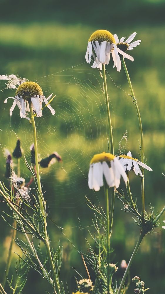 Photograph by Елена Кадаева