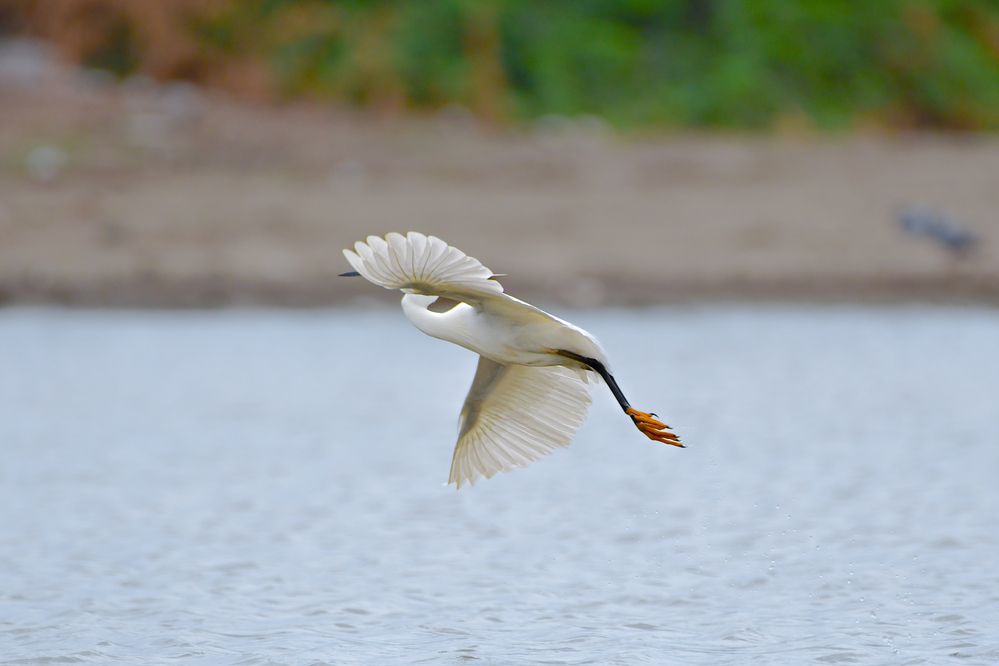 Egret