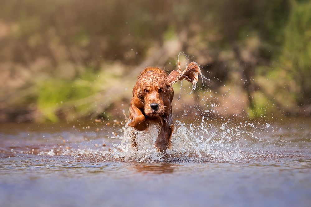 Брызги счастья