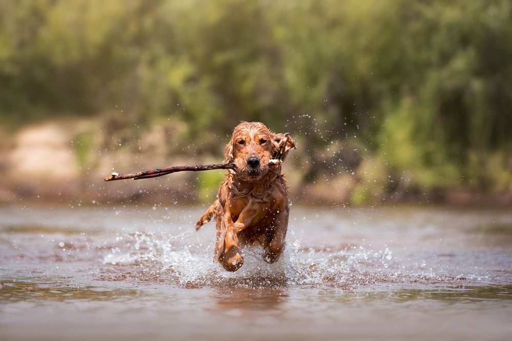 Собачий спринт