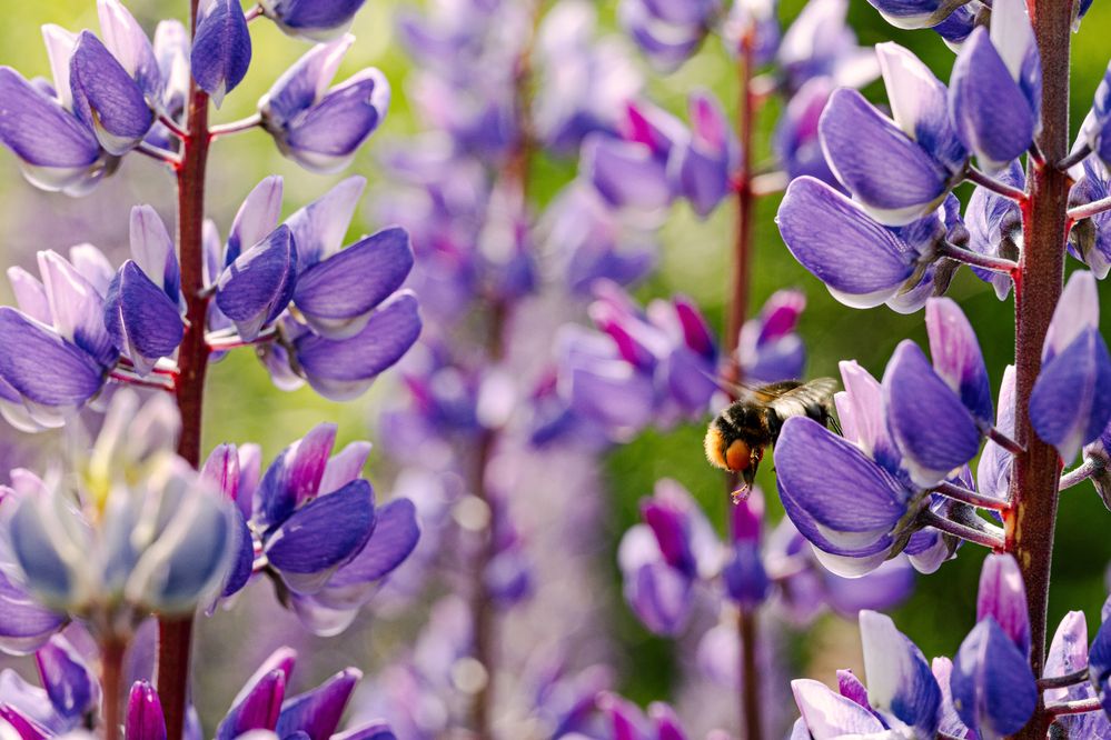 Фотография автора Ирина Гриценко