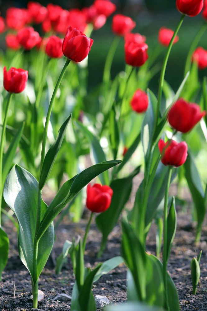 Фотография автора Ирина Муравьева