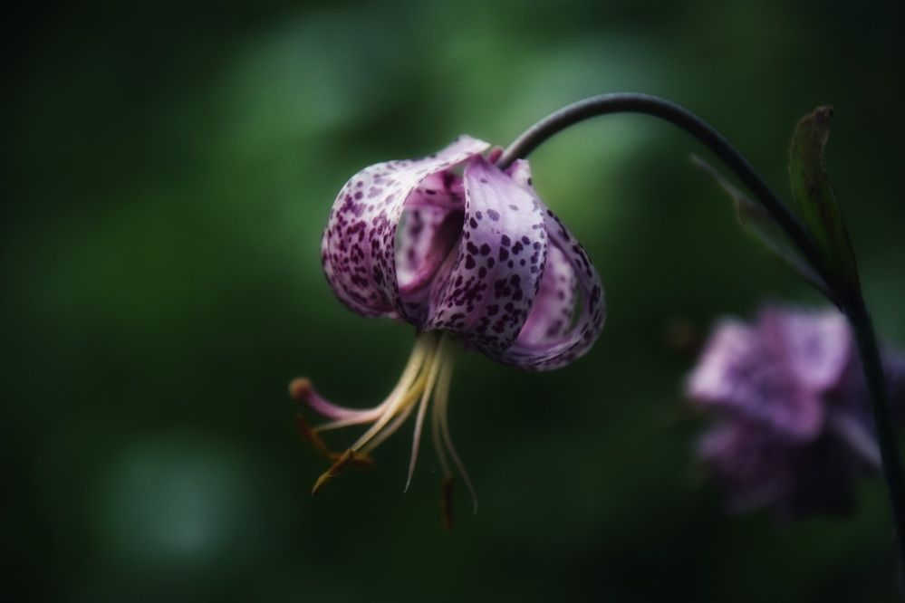 Photograph by Митюшкова Алёна