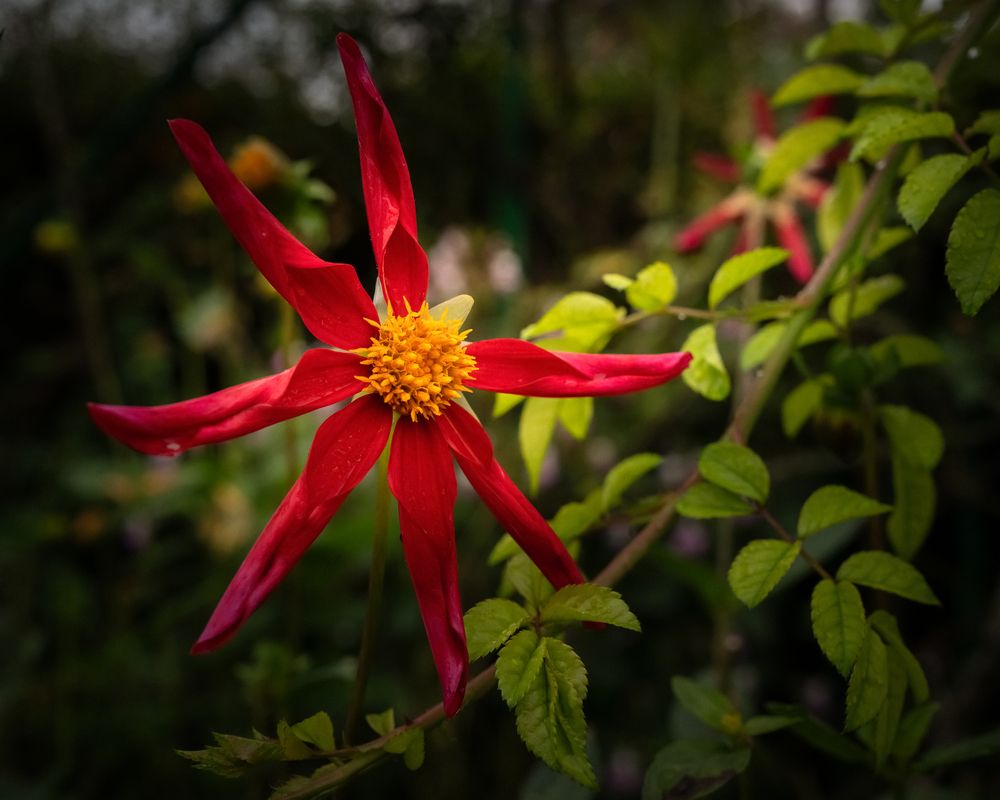 Photograph by Геннадий Зильберис