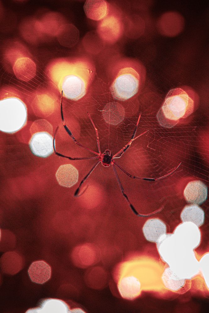 Threads of Firelight