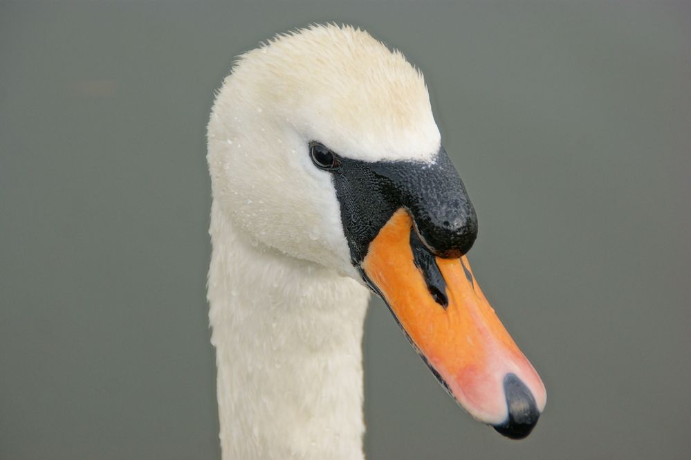 Photograph by Sergej Roor