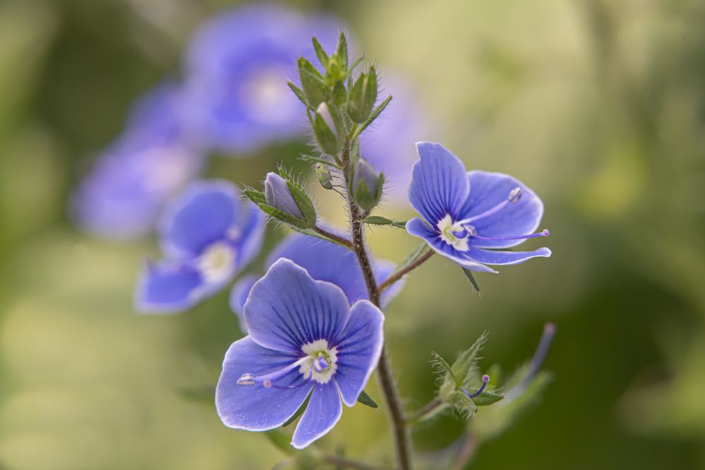 Photograph by Бурикова Екатерина