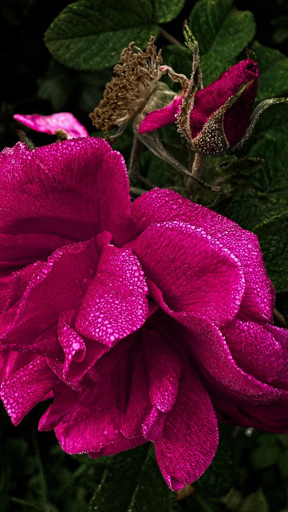 Photograph by Светлана Родионова