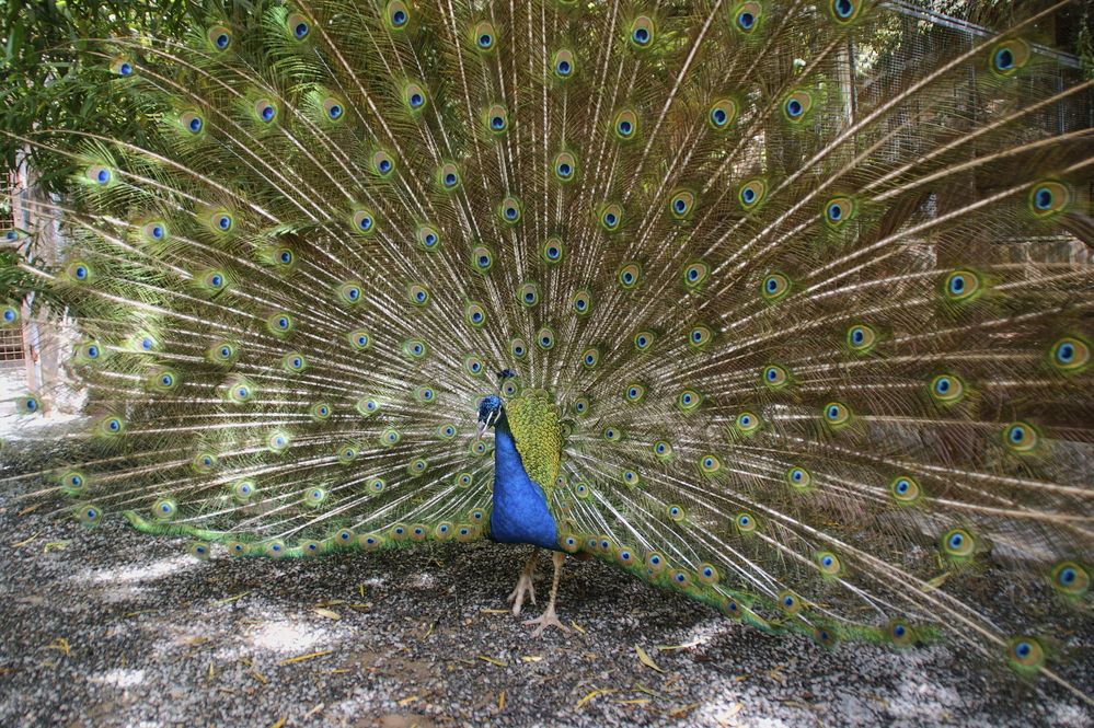 Фотография автора Sergej Roor