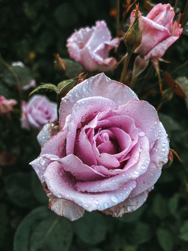 Photograph by Алиса Чугунова