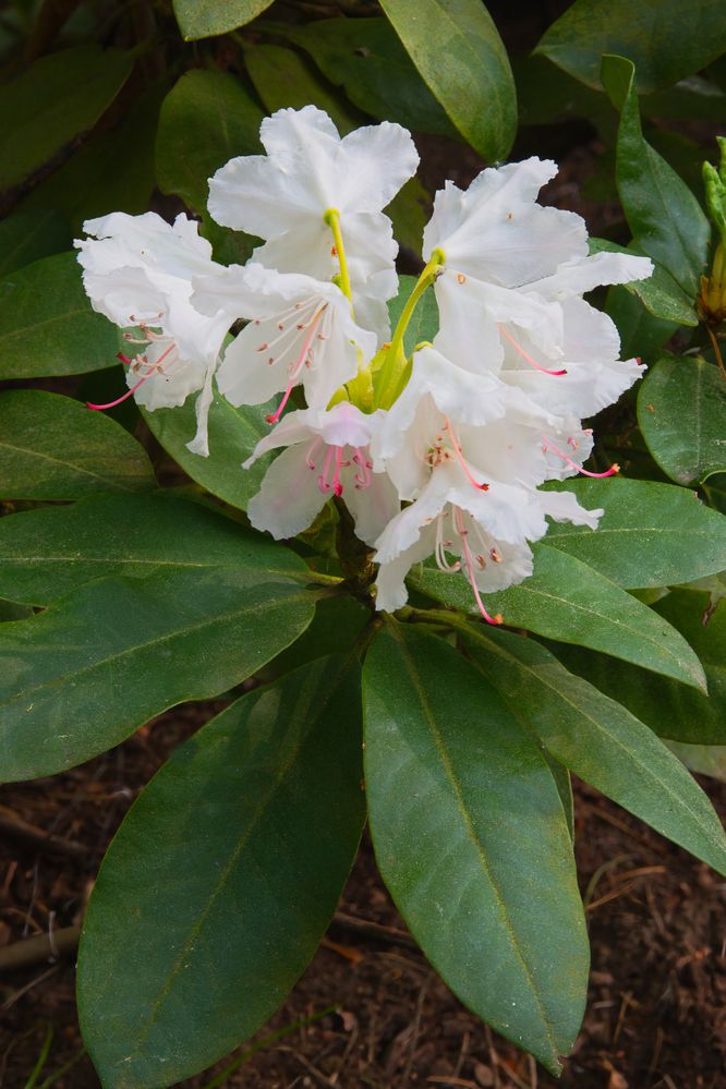 Photograph by Janis Serdienis