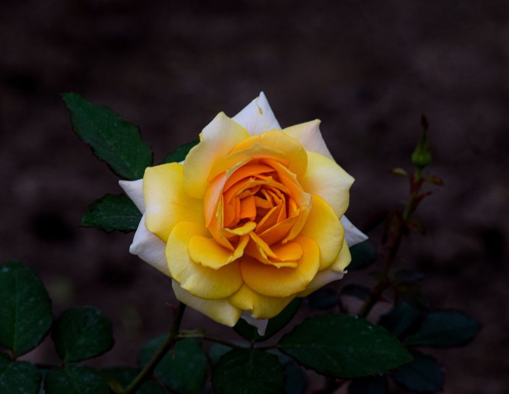 Photograph by Souvik Bhattacharyya